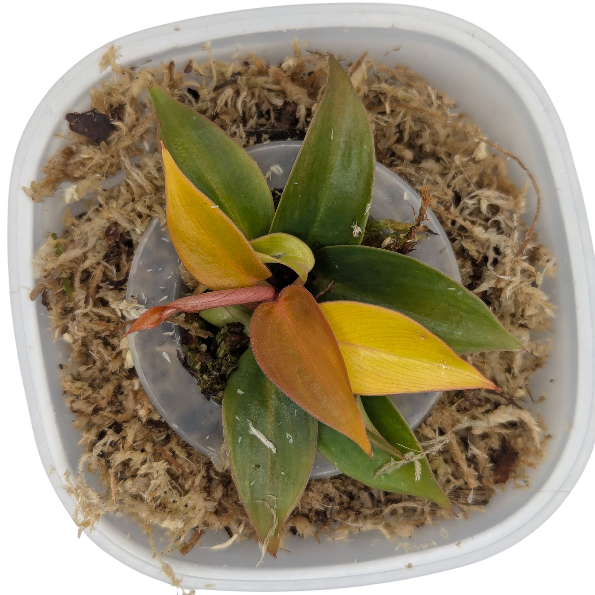 Baby Philodendron erubescens Sun Red + selbstbewässernder Übertopf